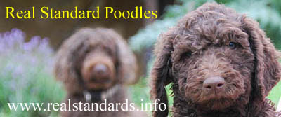Standard Poodles bred 
                for health and temperament. Ideal as working dogs as well as companions.